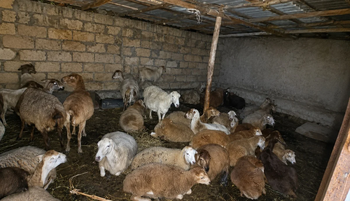 Qoyun — Heyvanlar, Quşlar, Balıqlar, Ucar