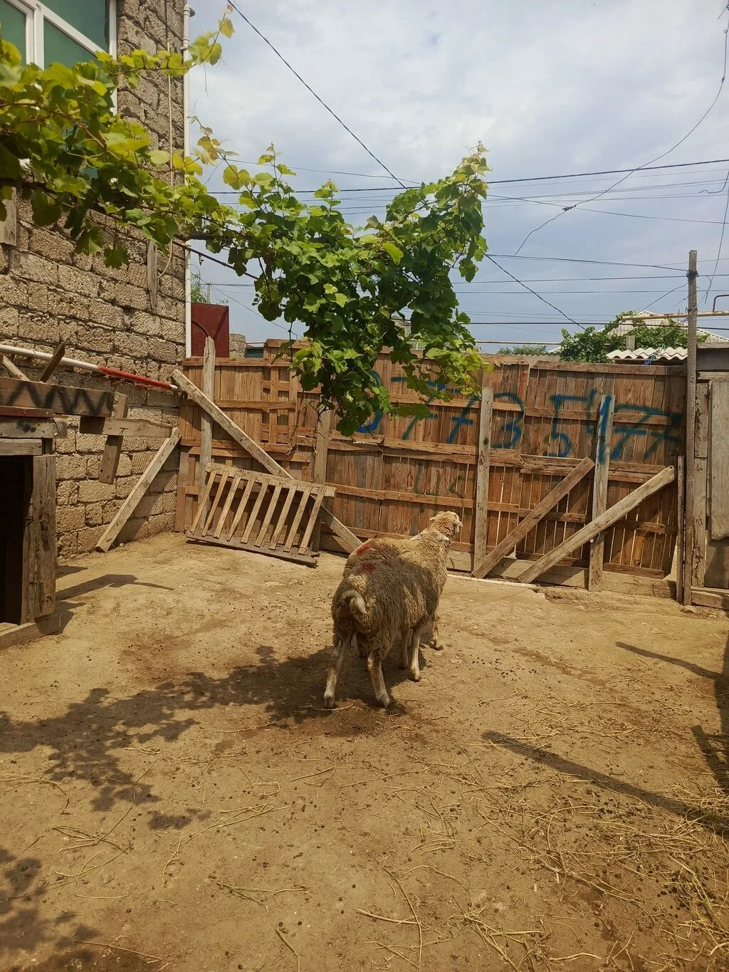 Quzu — Heyvanlar, Quşlar, Balıqlar, Xırdalan
