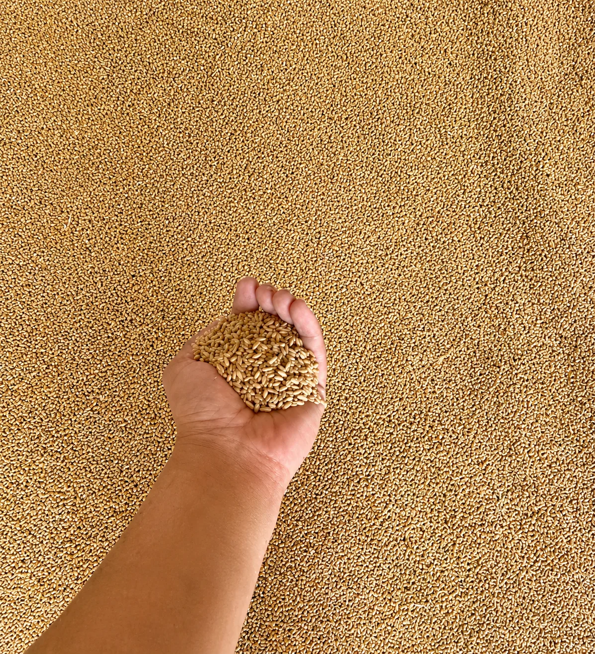 Buğda — Dənlilər, Otlar Yemlər,  Bitkilər, Kürdəmir