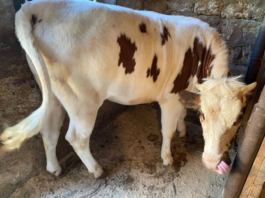 Dana — Heyvanlar, Quşlar, Balıqlar, Xırdalan