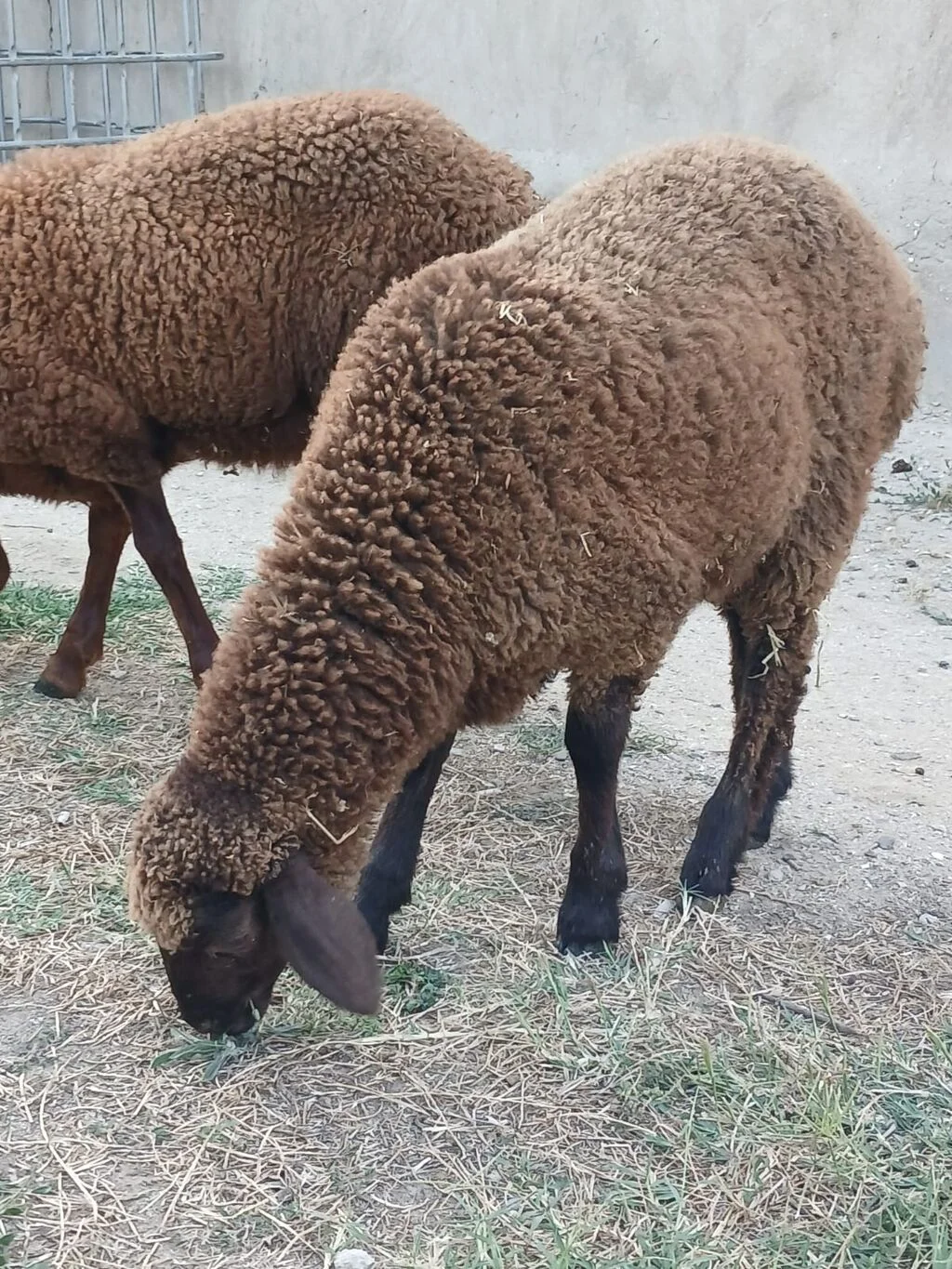 Qoyun — Heyvanlar, Quşlar, Balıqlar, Bakı