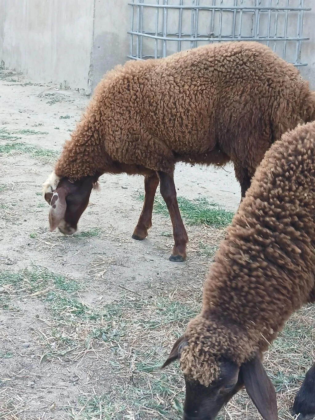 Qoyun — Heyvanlar, Quşlar, Balıqlar, Bakı