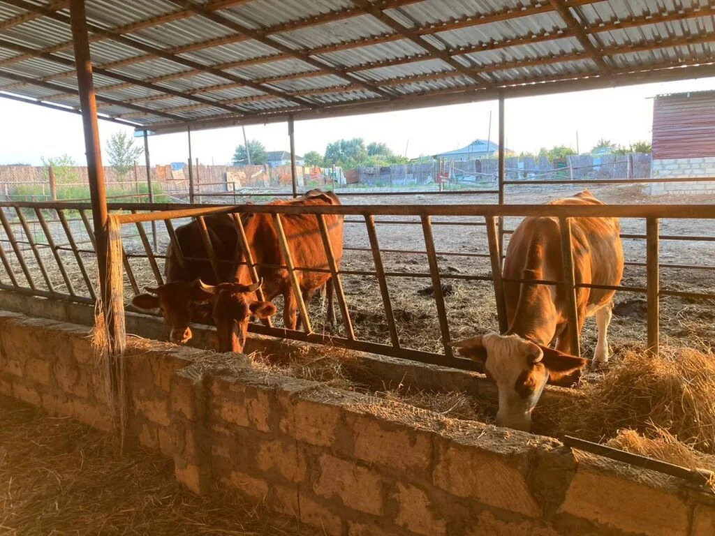 İnək — Heyvanlar, Quşlar, Balıqlar, Hacıqabul