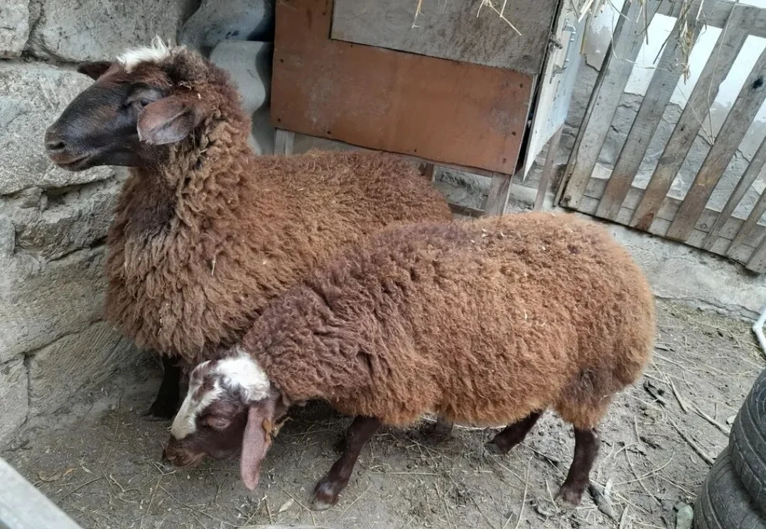 Quzu — Heyvanlar, Quşlar, Balıqlar, Bakı