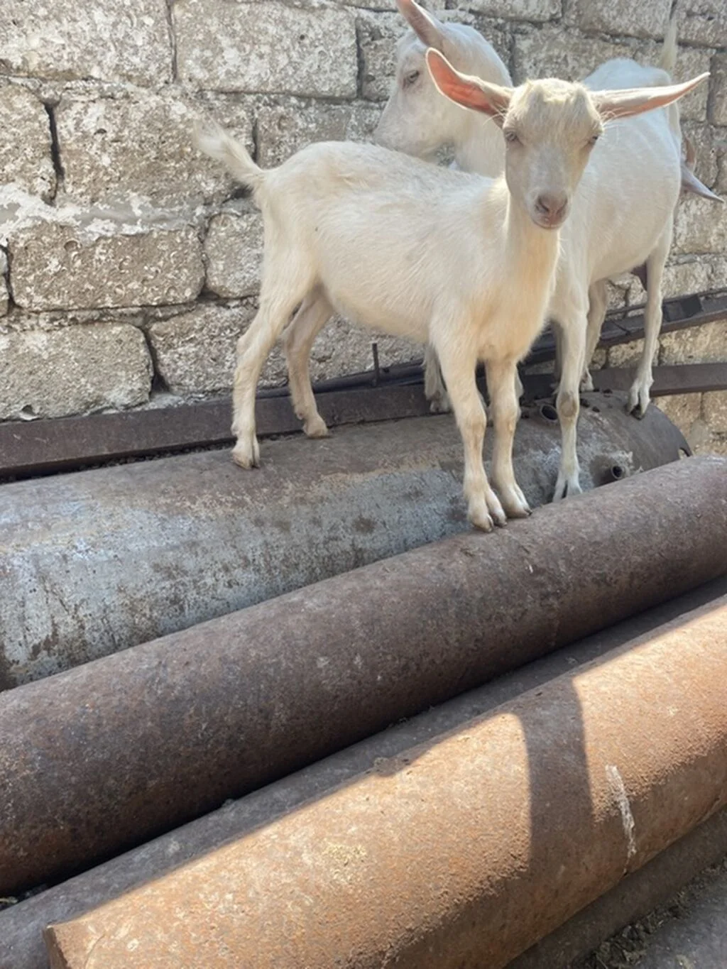 Keçi — Heyvanlar, Quşlar, Balıqlar, Bakı