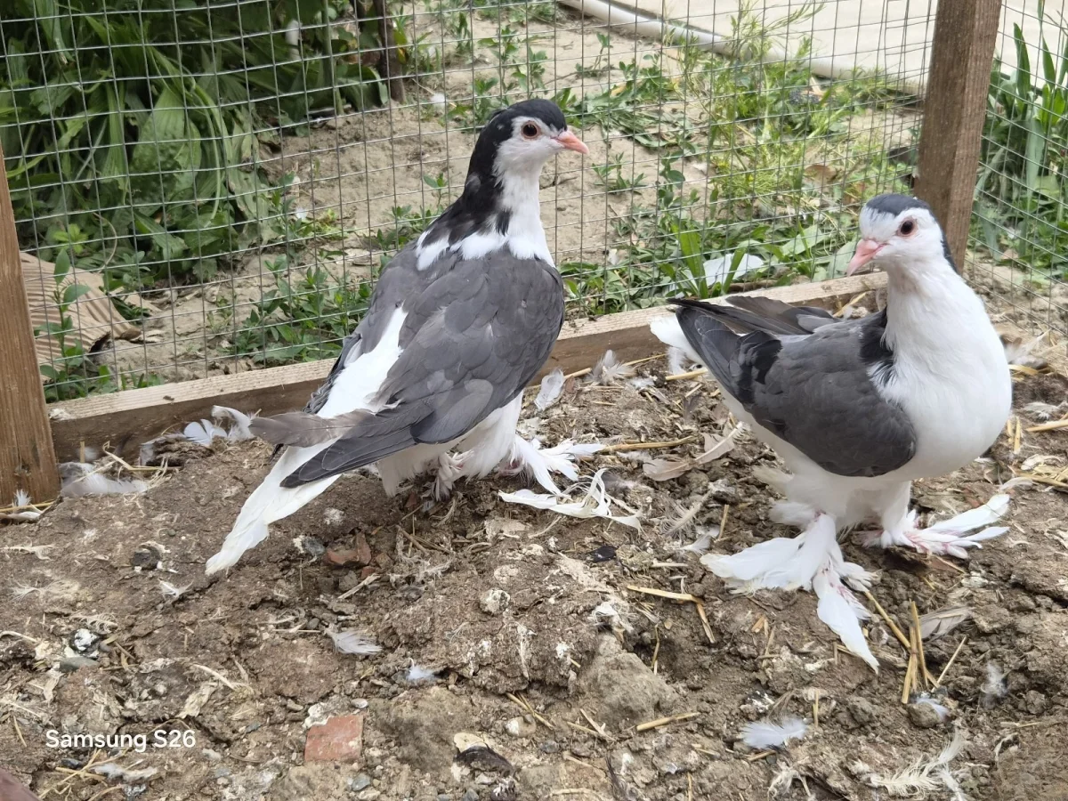 Göyərçin — Heyvanlar, Quşlar, Balıqlar, Sumqayıt