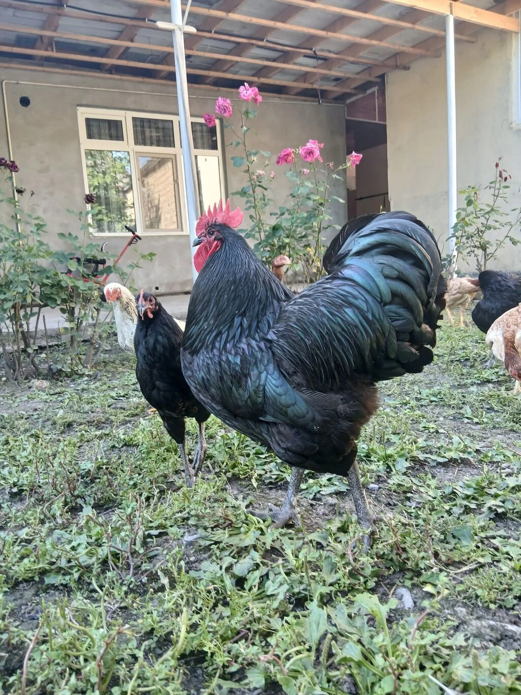 Xoruz — Heyvanlar, Quşlar, Balıqlar, Qax