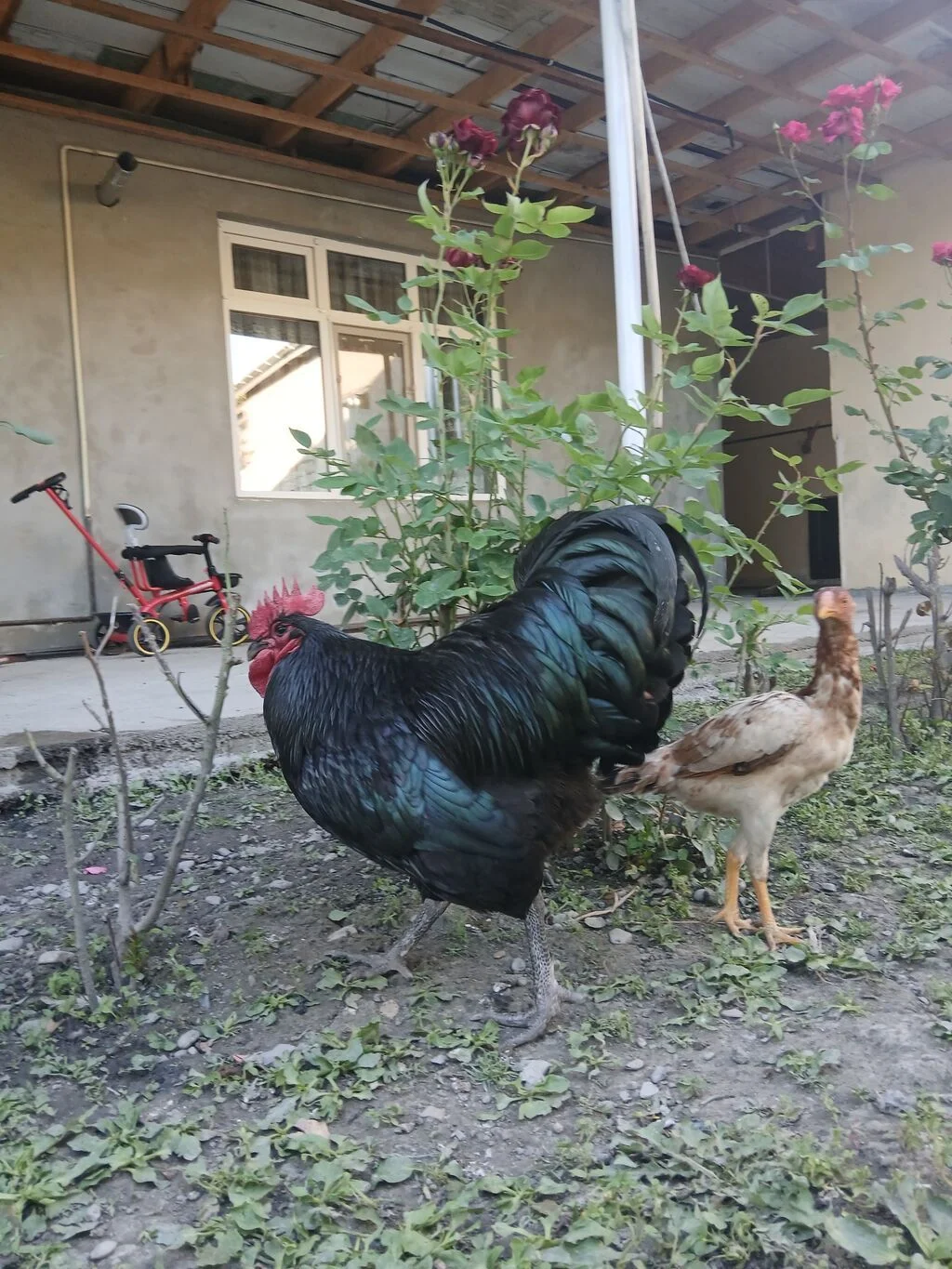 Xoruz — Heyvanlar, Quşlar, Balıqlar, Qax