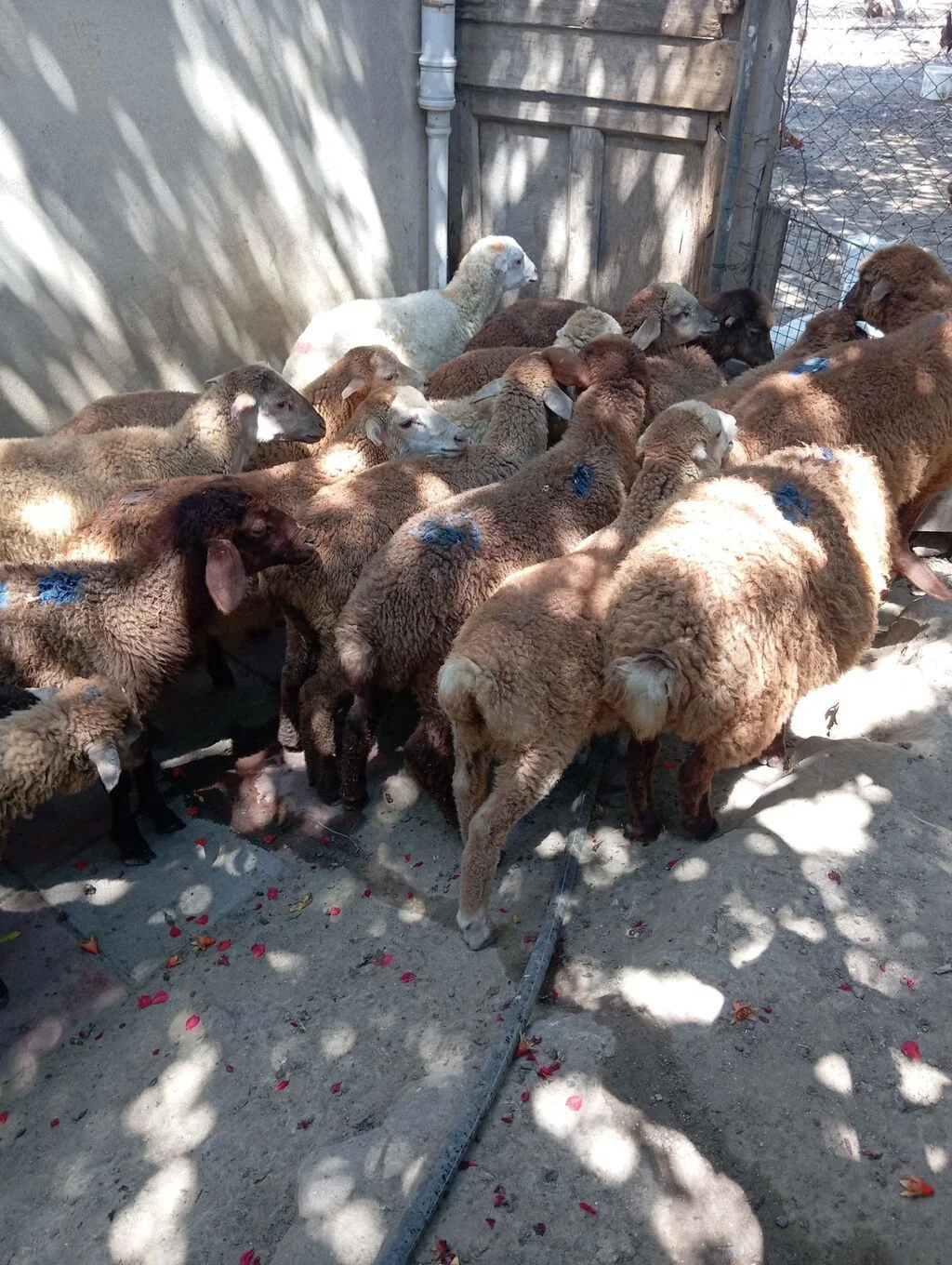 Quzu — Heyvanlar, Quşlar, Balıqlar, Xırdalan