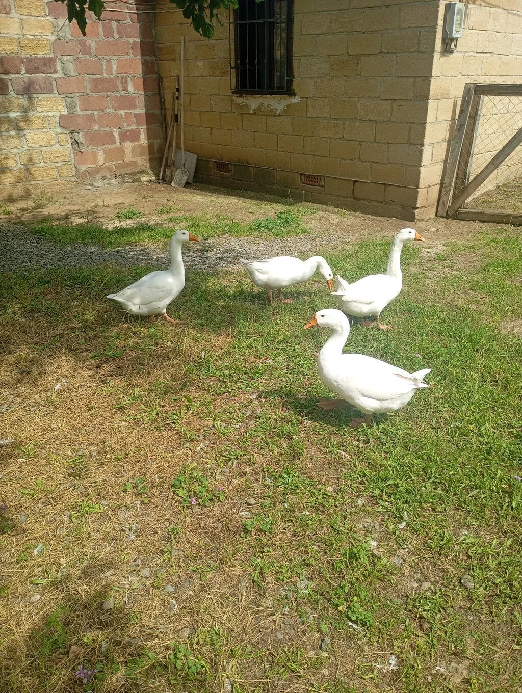Qazlar — Heyvanlar, Quşlar, Balıqlar, Gəncə