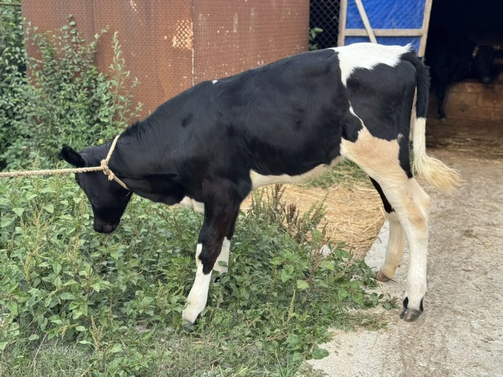 Buzov — Heyvanlar, Quşlar, Balıqlar, Masallı