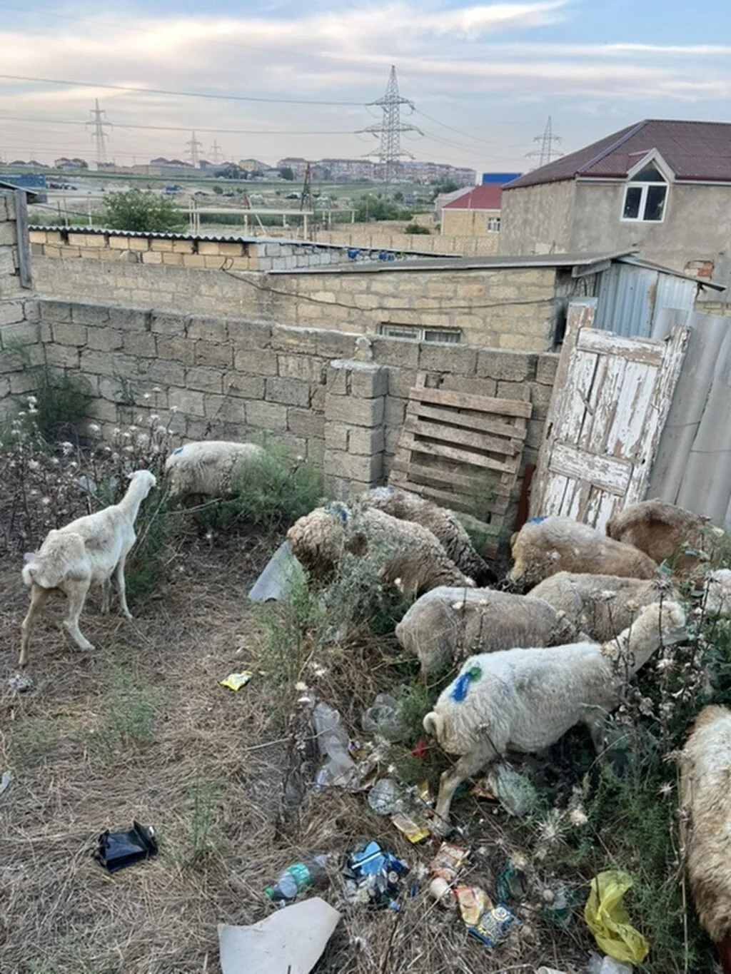 Qoyunlar — Heyvanlar, Quşlar, Balıqlar, Xırdalan
