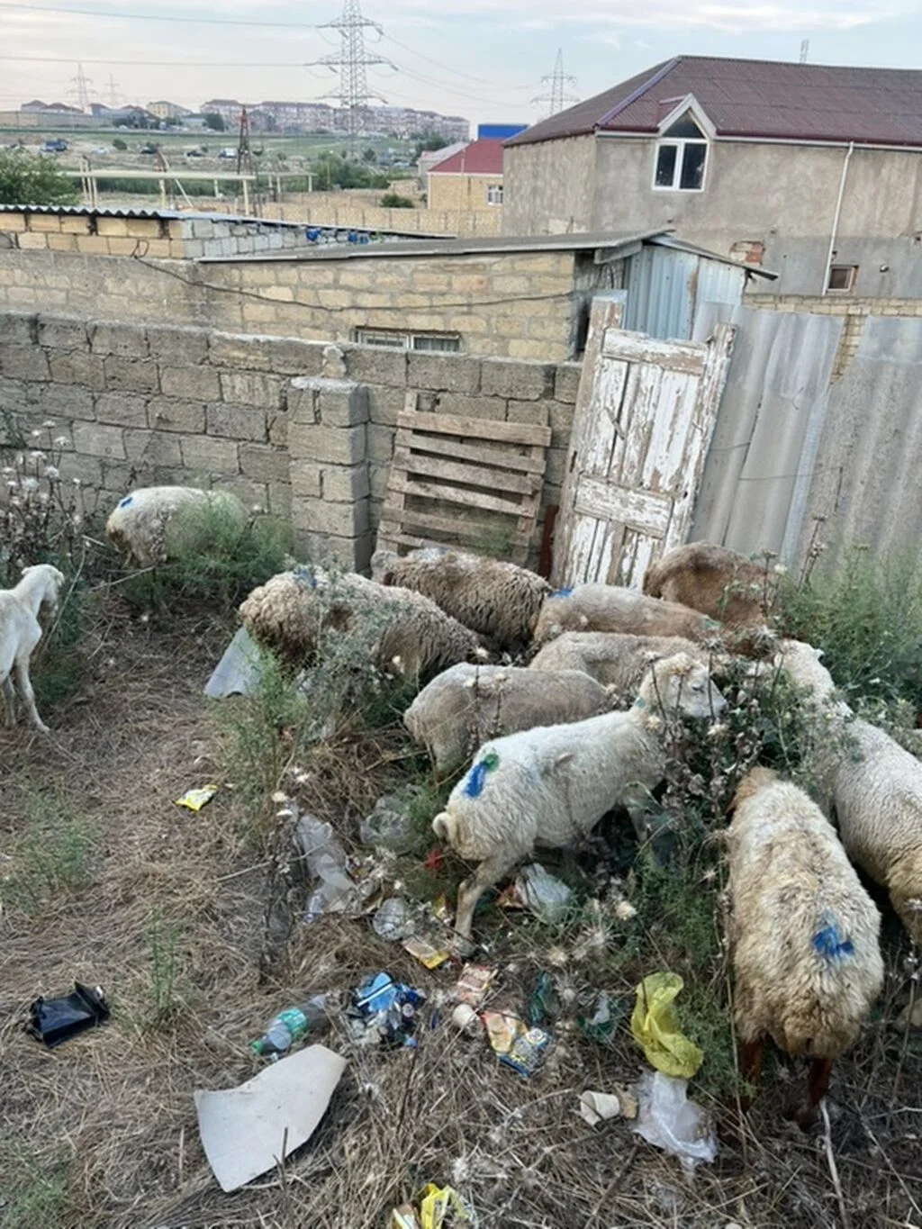 Qoyunlar — Heyvanlar, Quşlar, Balıqlar, Xırdalan