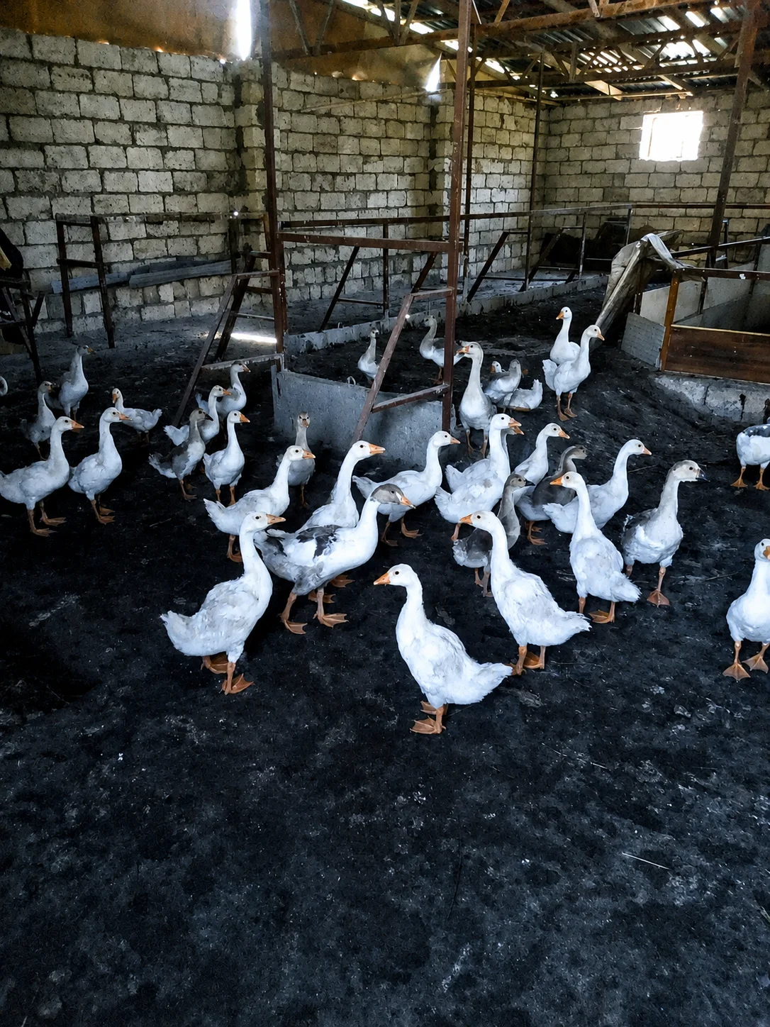 Qazlar — Heyvanlar, Quşlar, Balıqlar, Xaçmaz