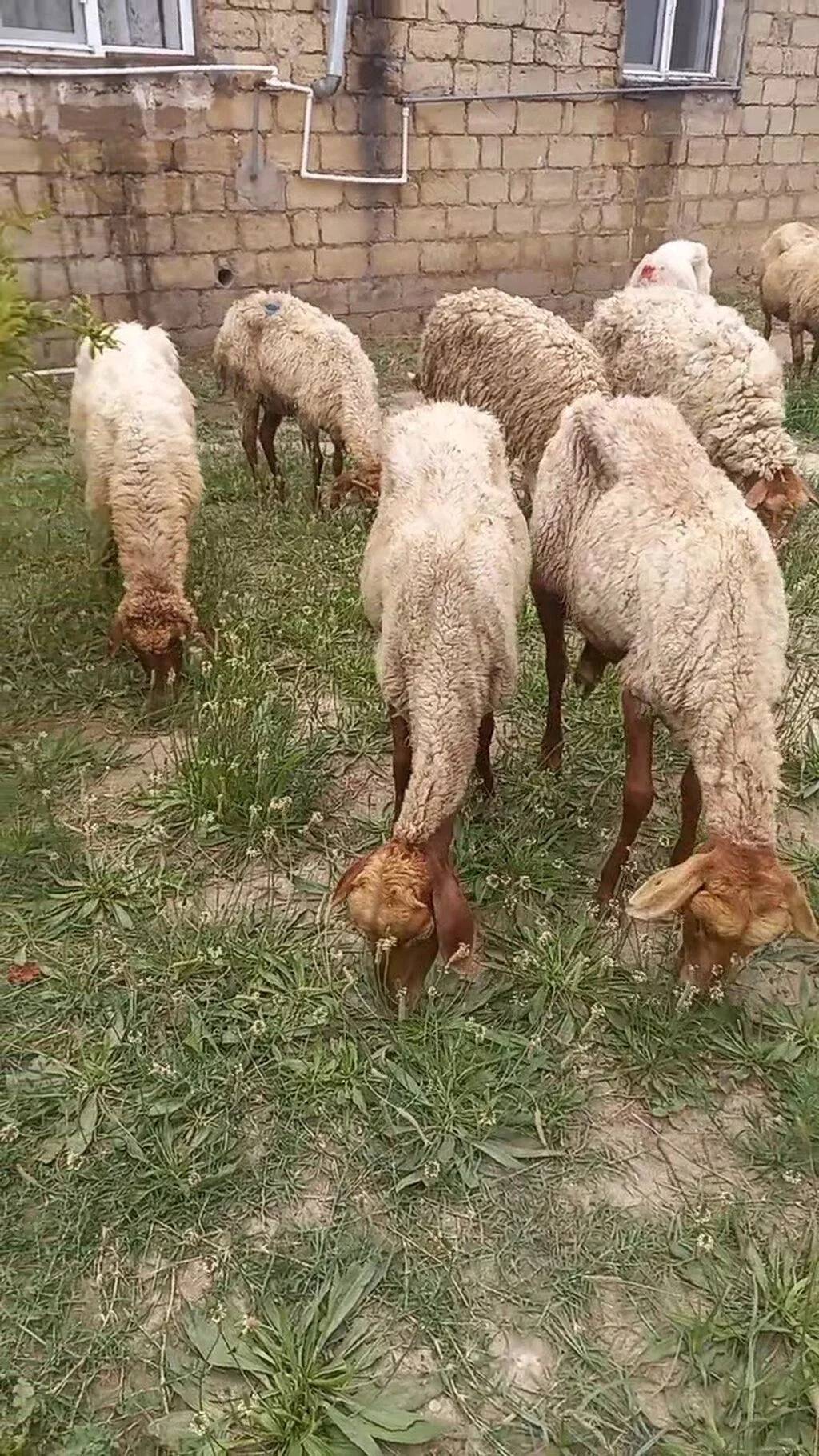 Qoyunlar — Heyvanlar, Quşlar, Balıqlar, Xırdalan