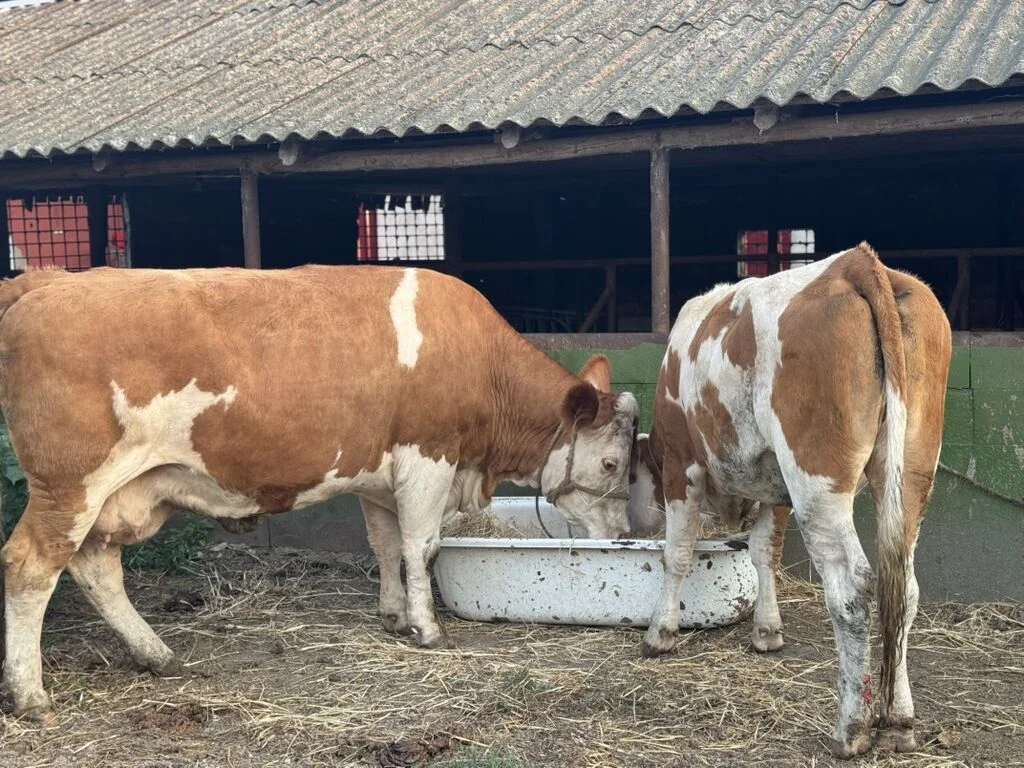 İnək — Heyvanlar, Quşlar, Balıqlar, Masallı