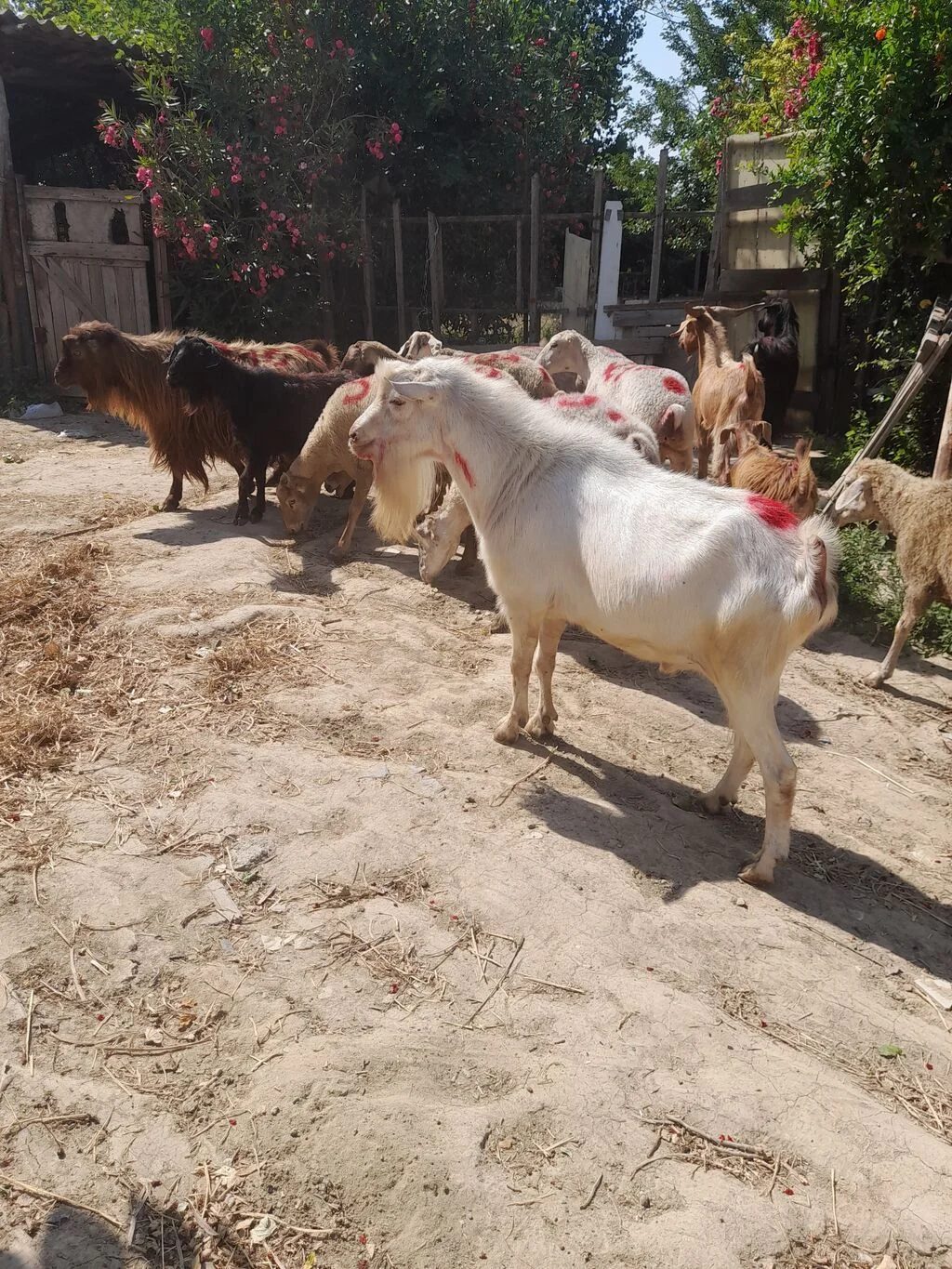 Keçilər — Heyvanlar, Quşlar, Balıqlar, Sumqayıt