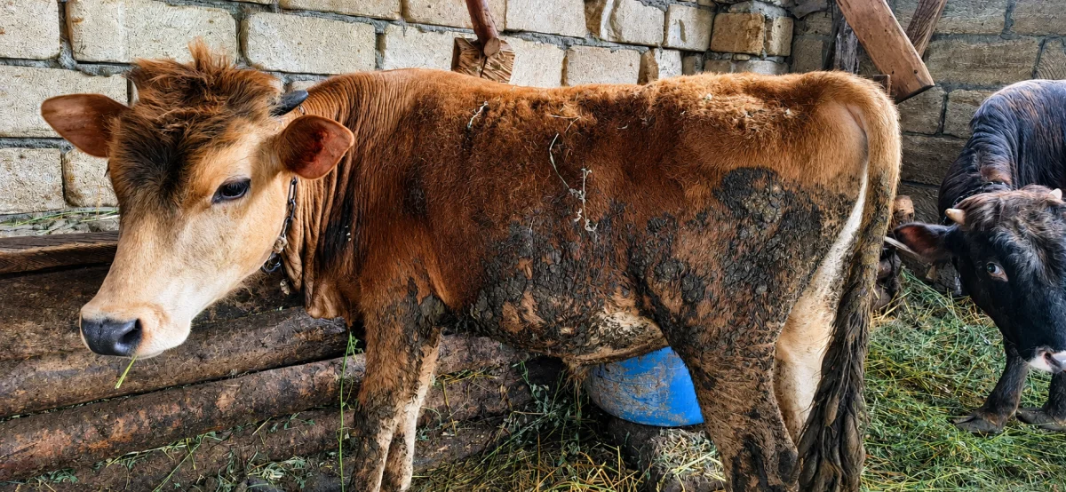 Dana — Heyvanlar, Quşlar, Balıqlar, Xudat