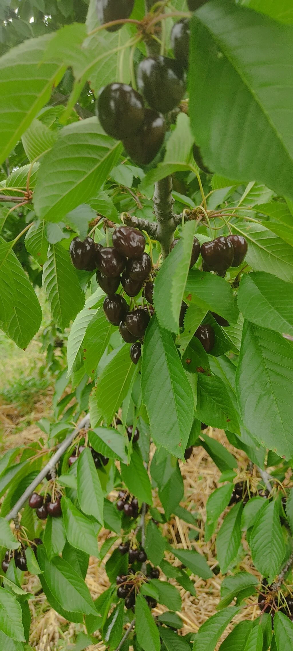 Meyvə bağı — Kənd Təsərrüfatı Əmlakı, Xırdalan