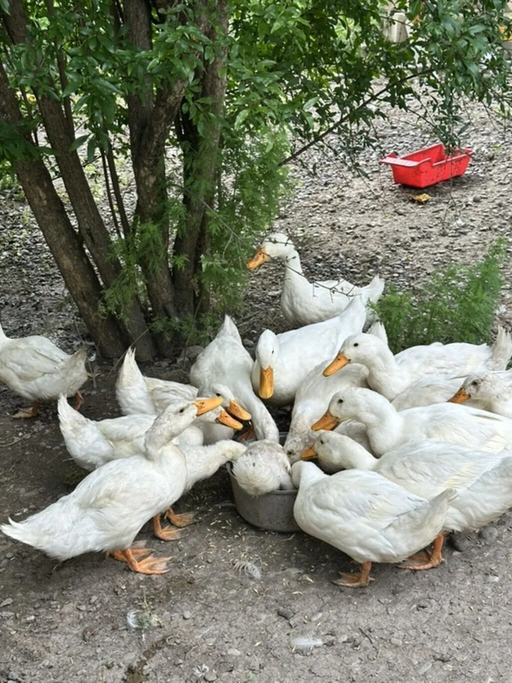 Ördək əti — Heyvanlar, Quşlar, Balıqlar, Mingəçevir
