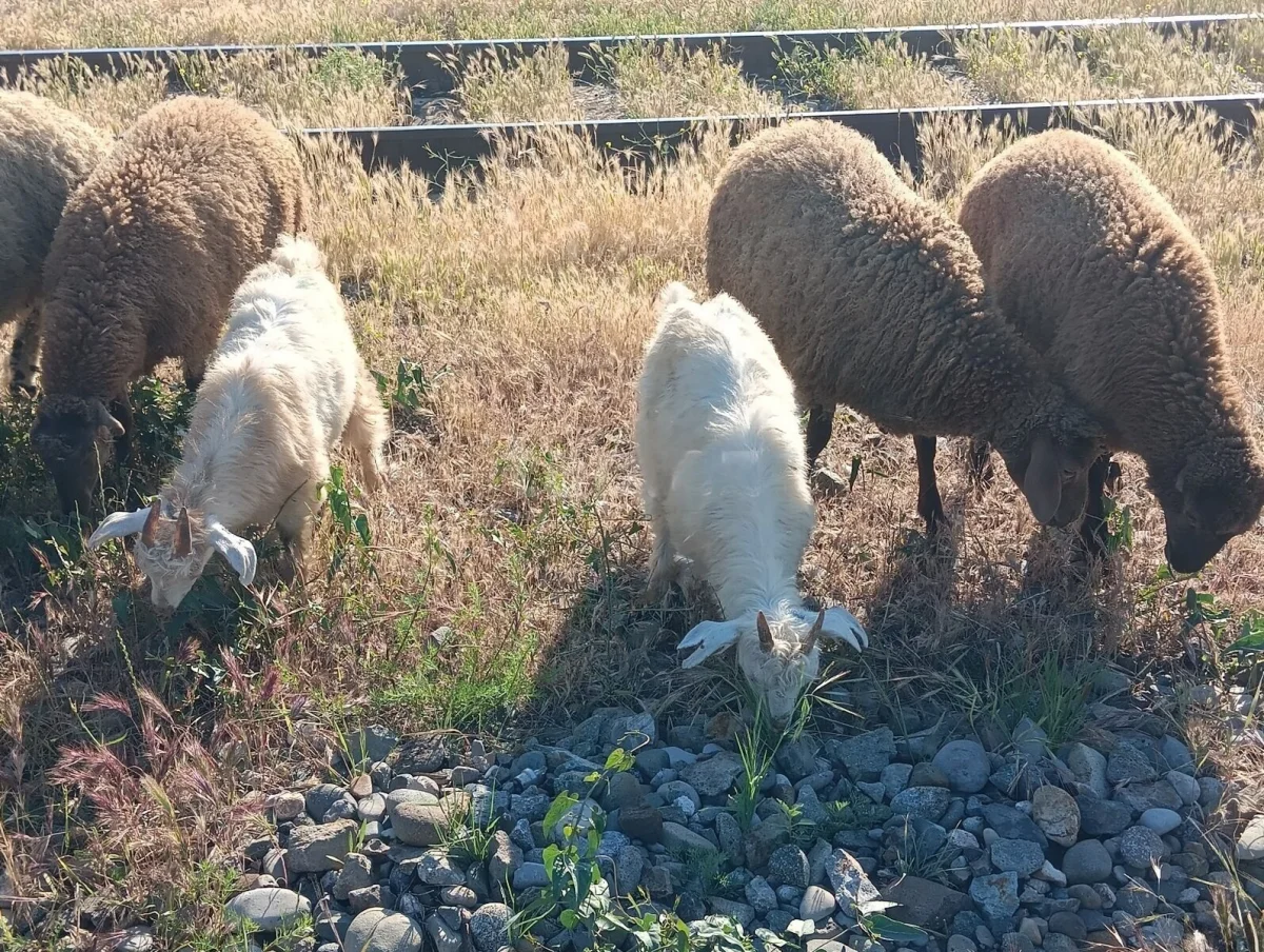Çəpiş — Heyvanlar, Quşlar, Balıqlar, Sumqayıt