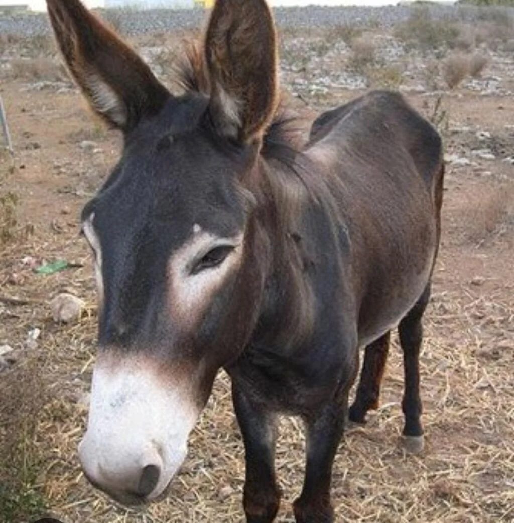 Eşşək — Heyvanlar, Quşlar, Balıqlar, Bakı