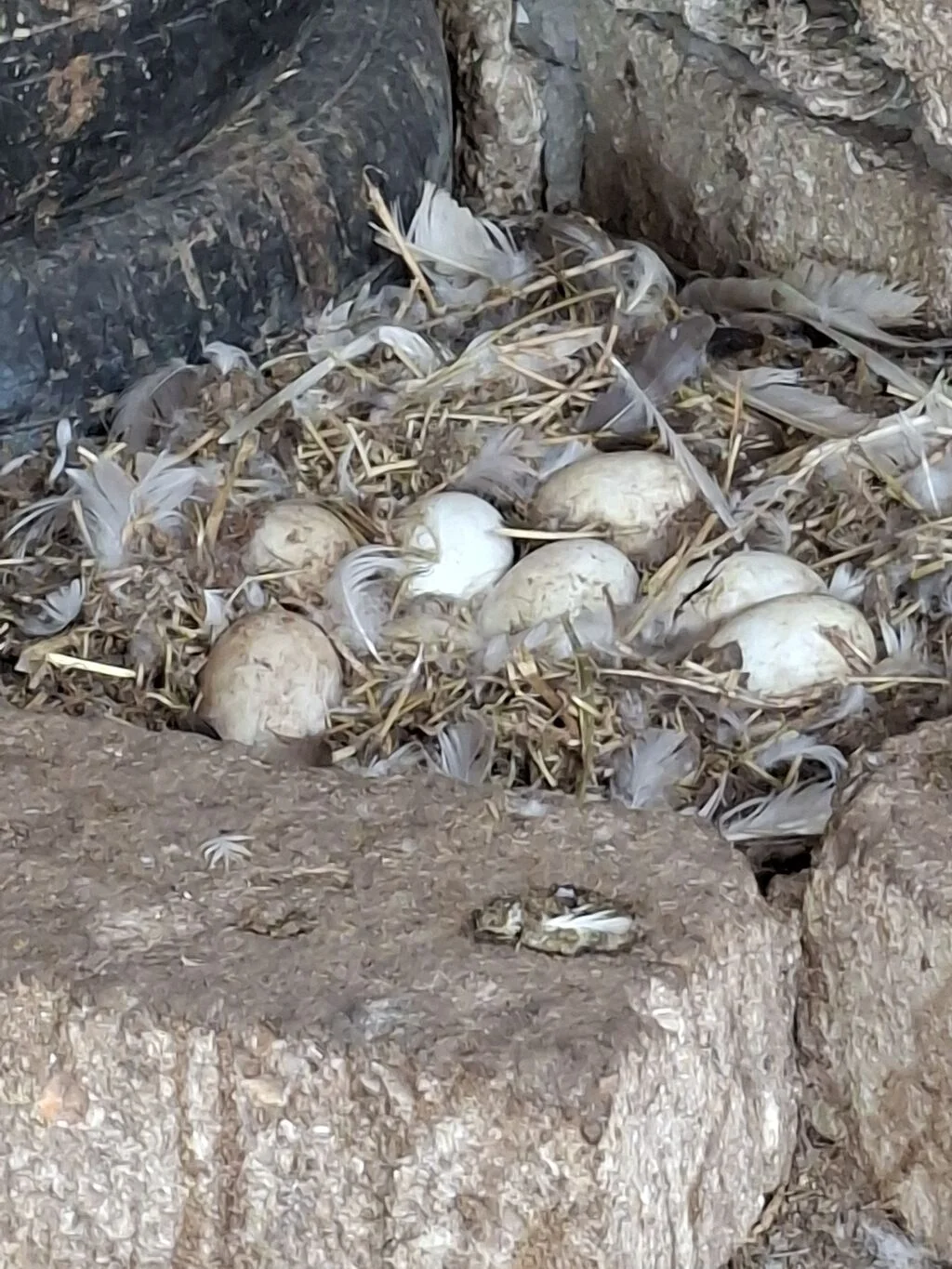 Qazlar — Heyvanlar, Quşlar, Balıqlar, Xırdalan