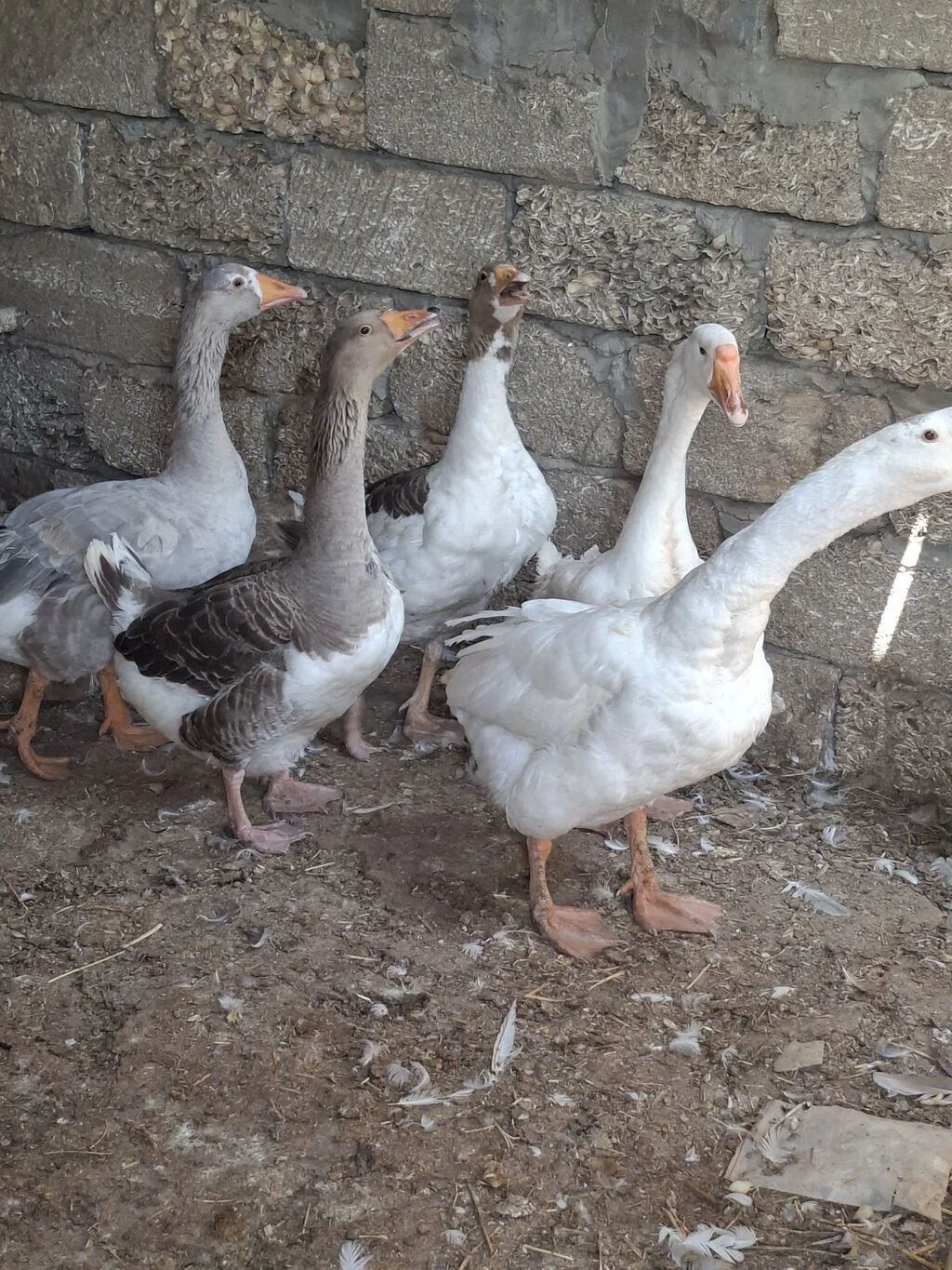 Qazlar — Heyvanlar, Quşlar, Balıqlar, Xırdalan