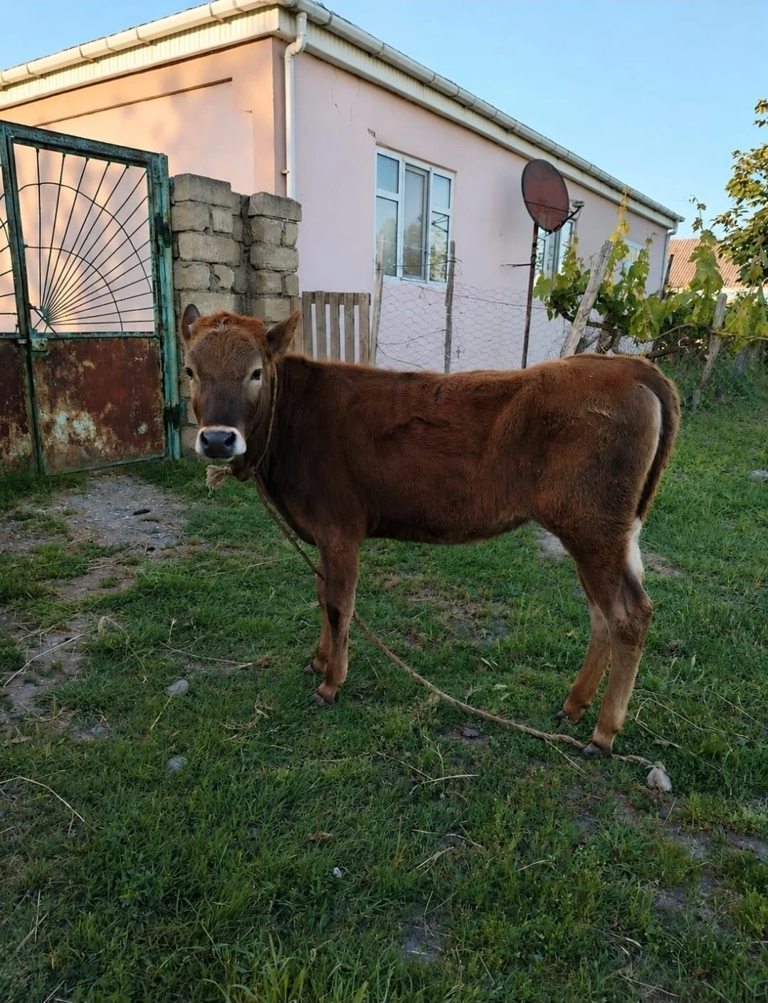 Dana — Heyvanlar, Quşlar, Balıqlar, Xaçmaz