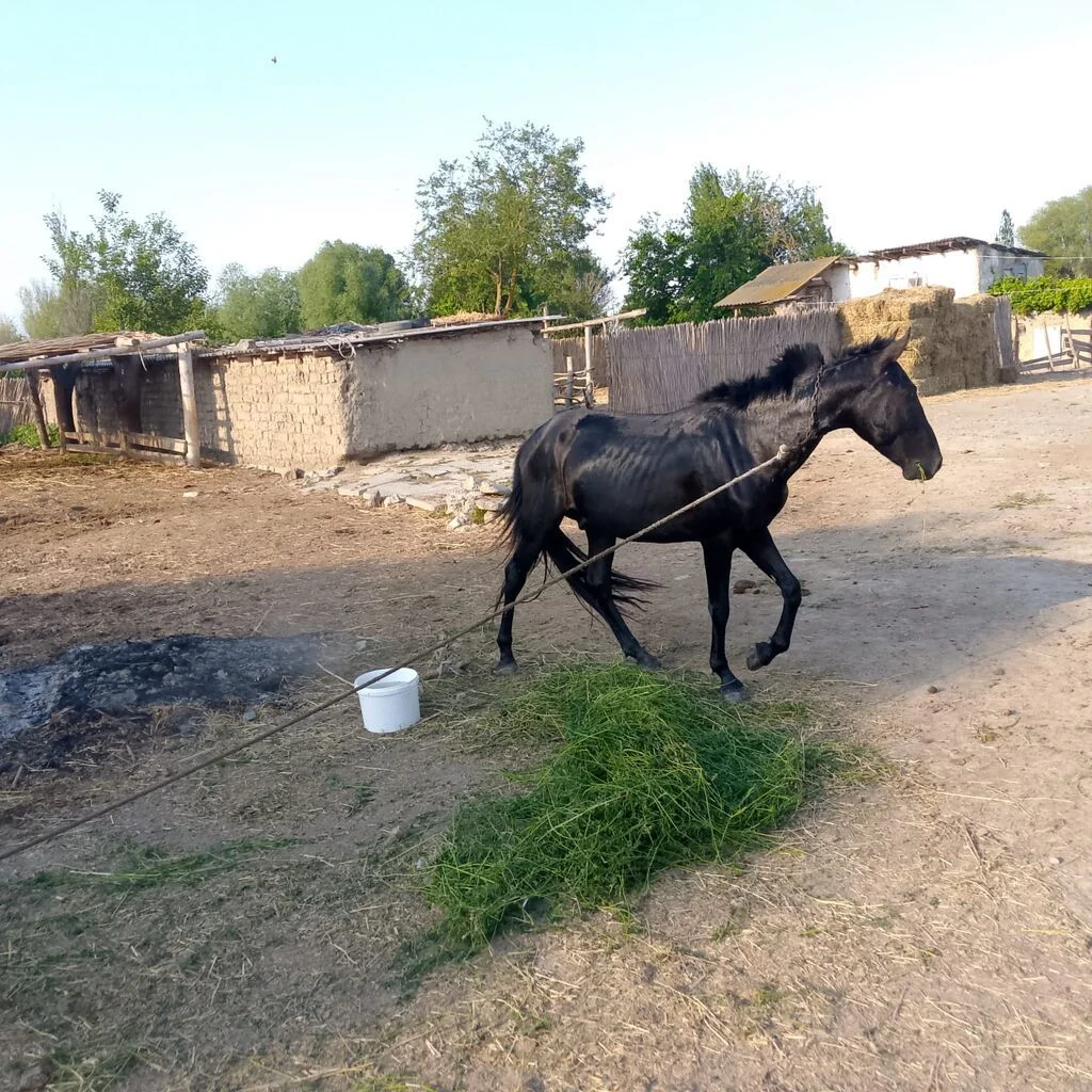 At — Heyvanlar, Quşlar, Balıqlar, Sabirabad