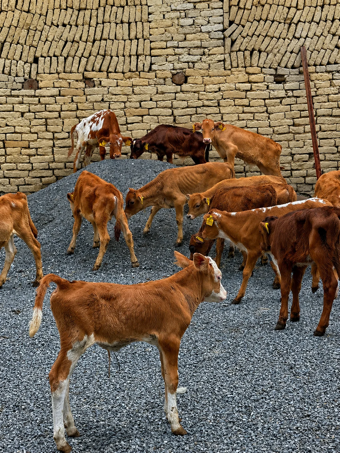 Buzov — Heyvanlar, Quşlar, Balıqlar, Şəki