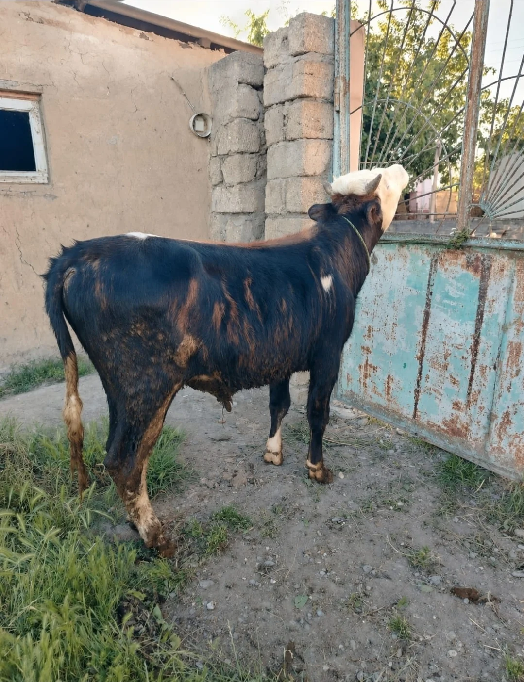 Dana — Heyvanlar, Quşlar, Balıqlar, Xaçmaz