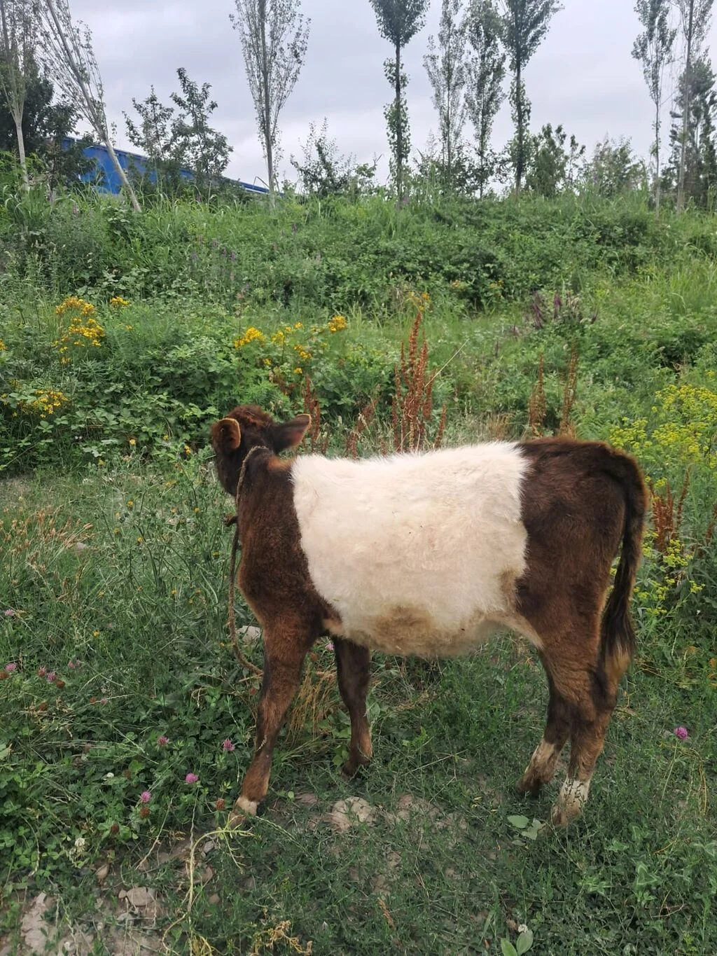 Buzov — Heyvanlar, Quşlar, Balıqlar, Quba