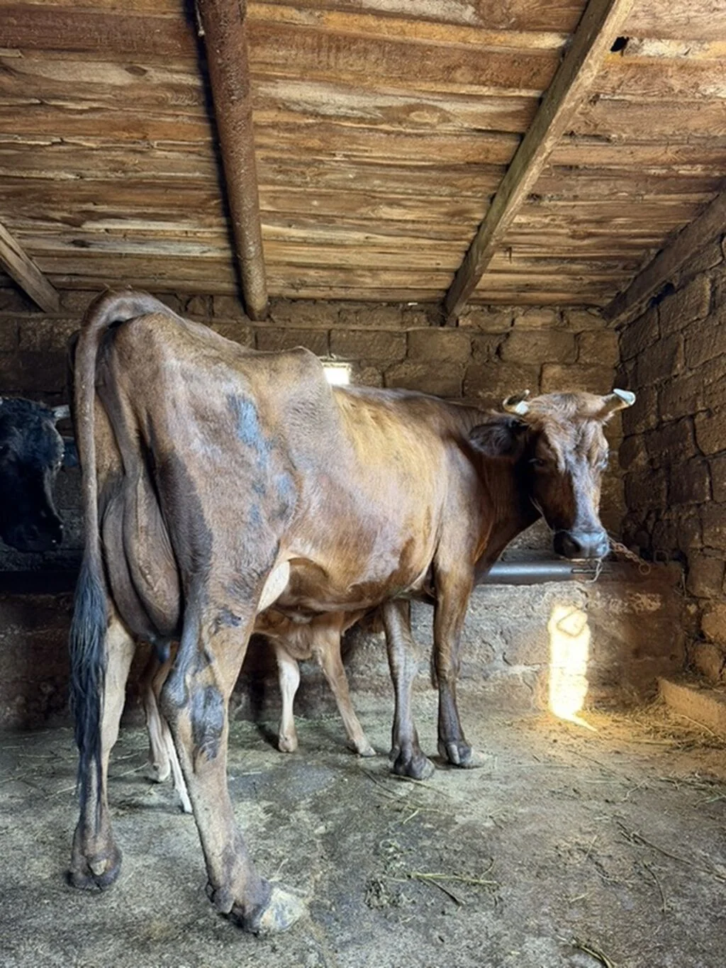 Balalı inək — Heyvanlar, Quşlar, Balıqlar, Xırdalan