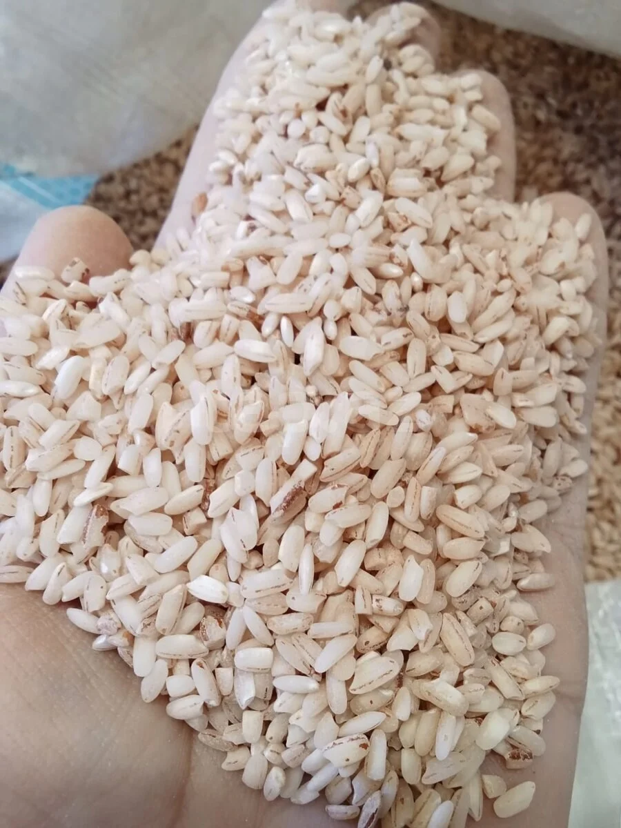 Düyü — Dənlilər, Otlar Yemlər,  Bitkilər, Bakı