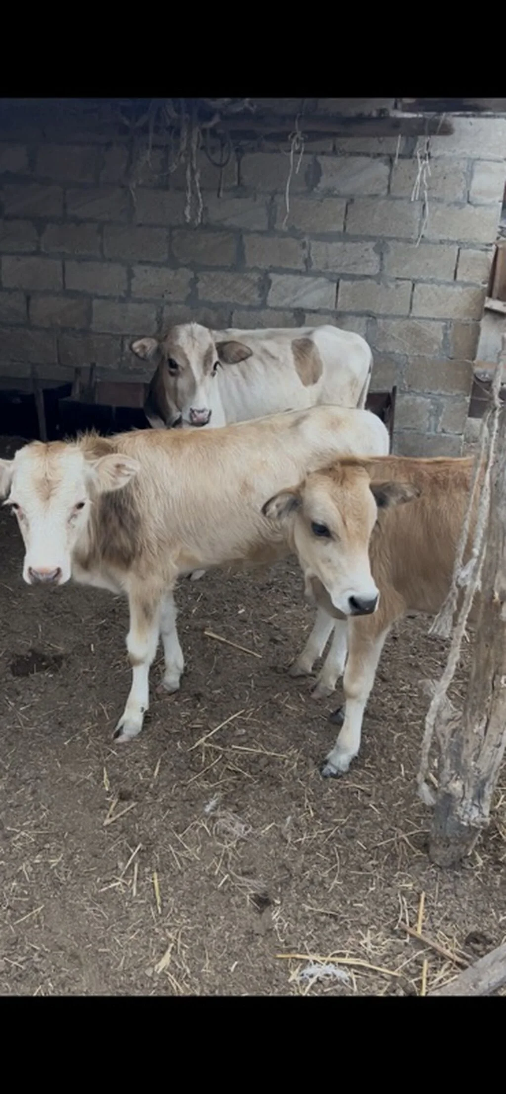 Danalar — Heyvanlar, Quşlar, Balıqlar, İmişli