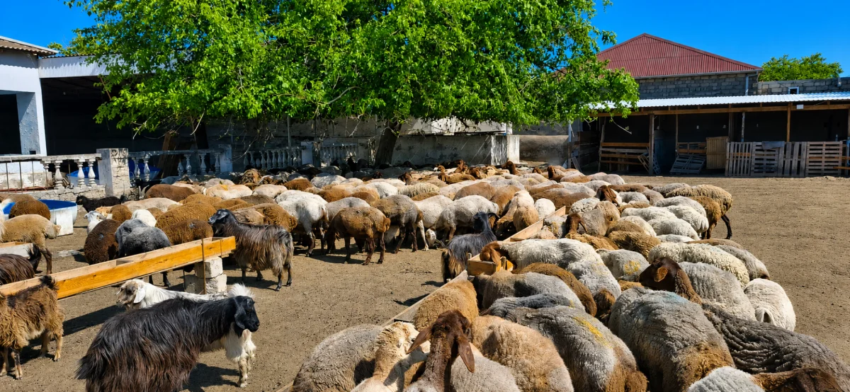 Qoyunlar — Heyvanlar, Quşlar, Balıqlar, Bakı