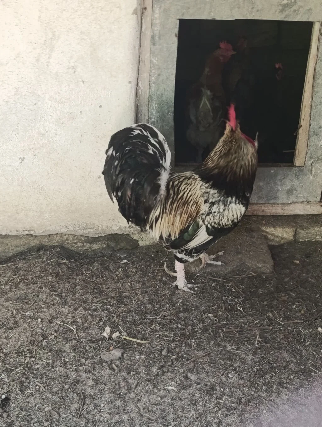 Xoruz — Heyvanlar, Quşlar, Balıqlar, Xırdalan