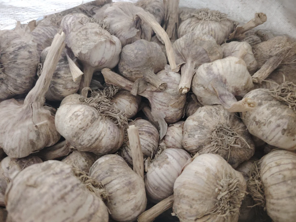 Garlic — Vegetables and Greens, Aghdash