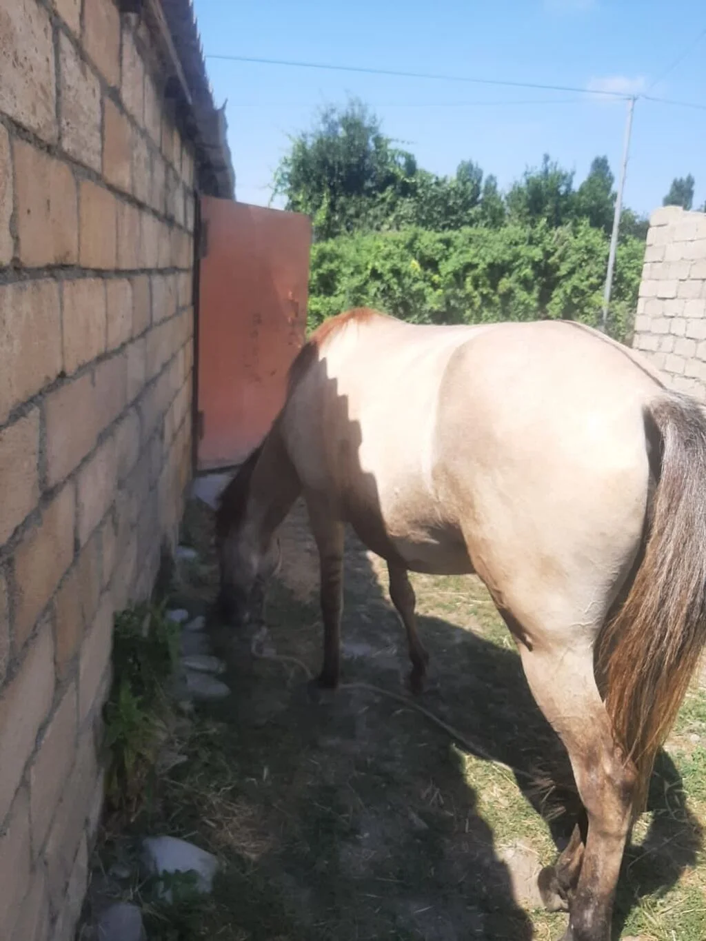 At — Heyvanlar, Quşlar, Balıqlar, Quba