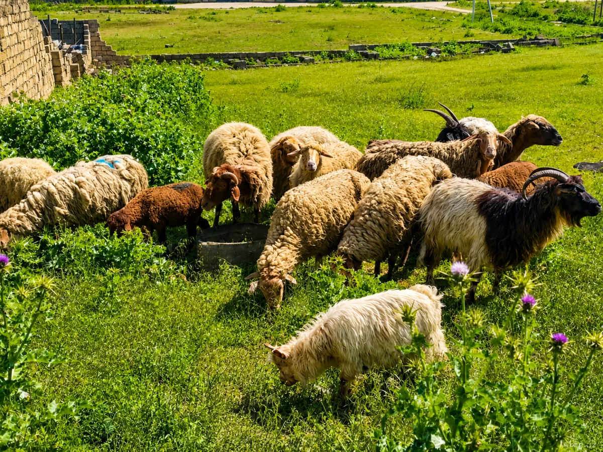 Qoyunlar — Heyvanlar, Quşlar, Balıqlar, Bakı