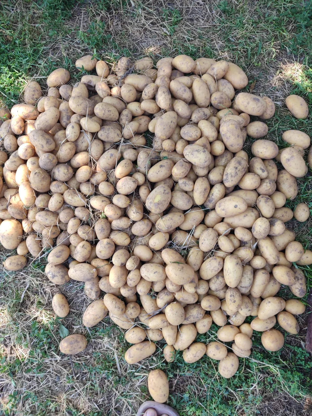 Potato — Vegetables and Greens, Shamakhi