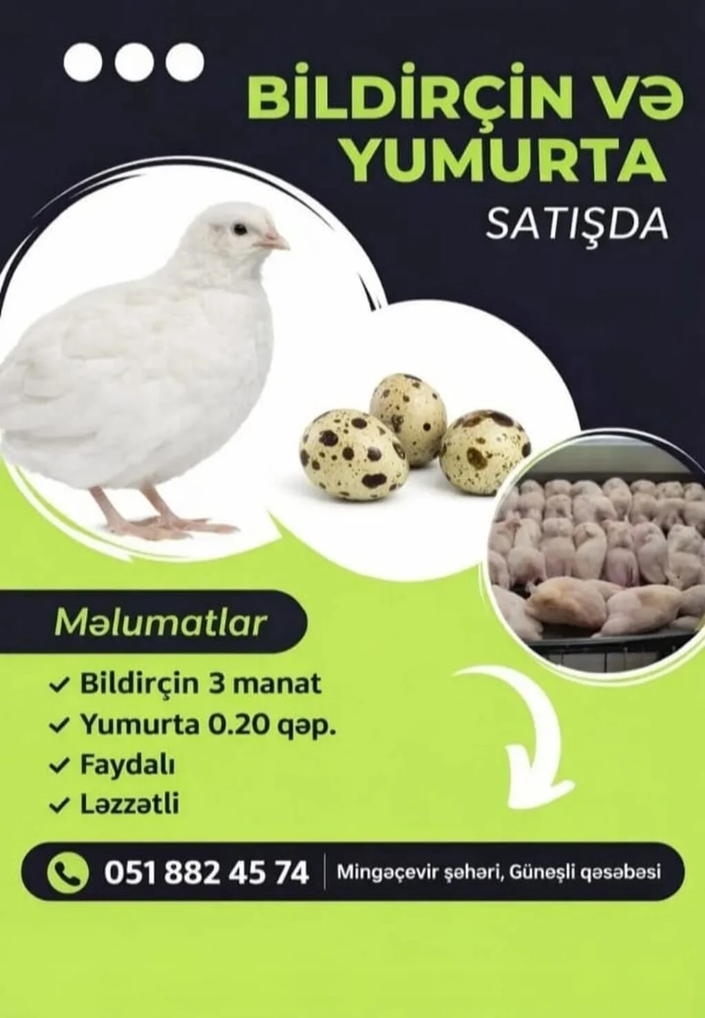 Bildirçin yumurtası — Heyvanlar, Quşlar, Balıqlar, Mingəçevir