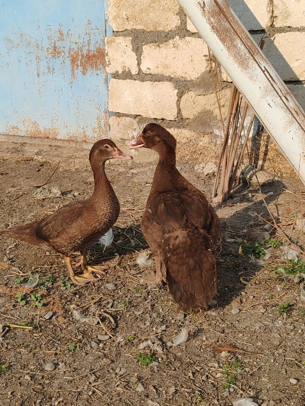 Ördəklər — Heyvanlar, Quşlar, Balıqlar, Tərtər