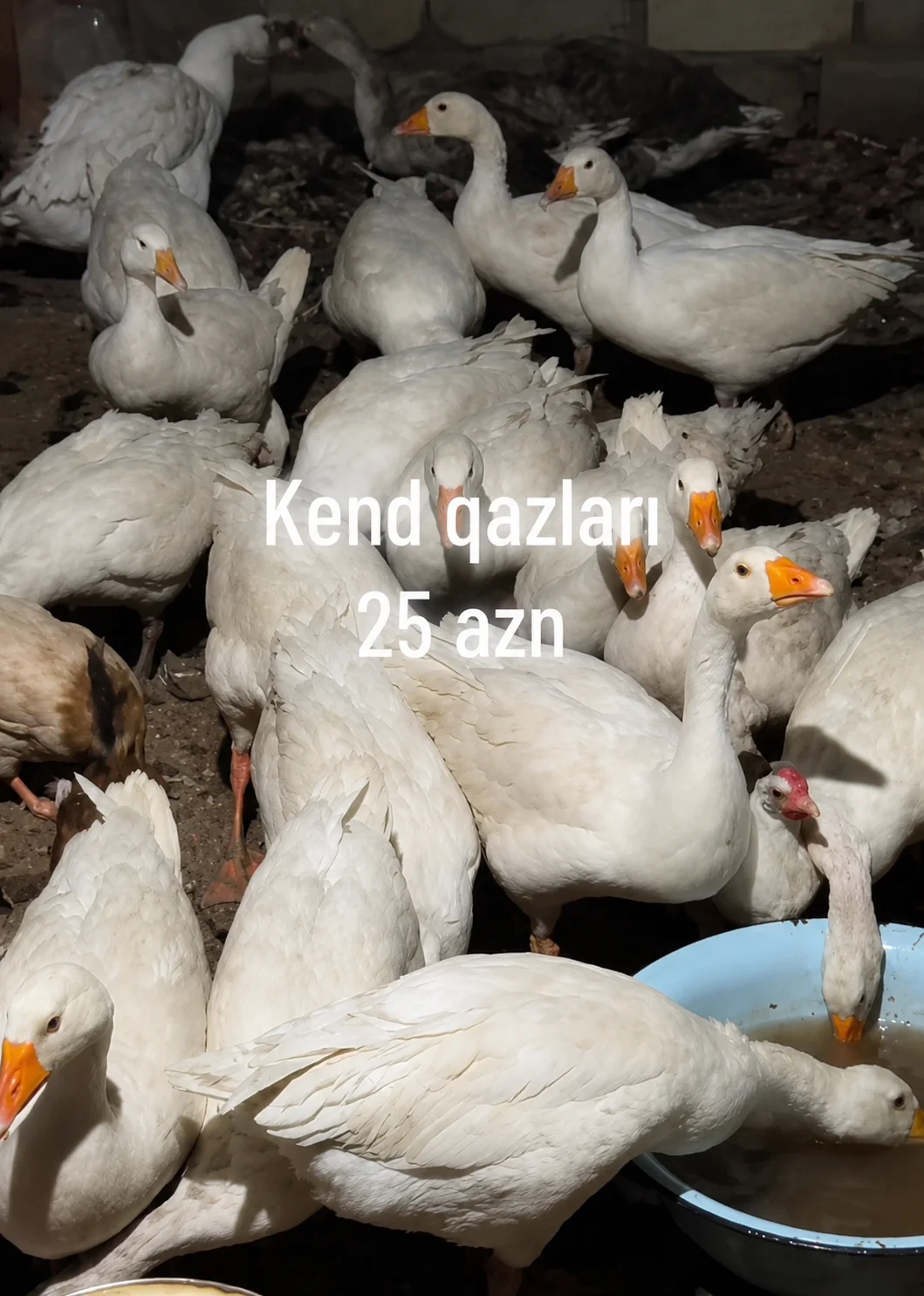 Qazlar — Heyvanlar, Quşlar, Balıqlar, Bakı