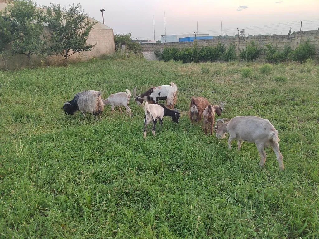Keçilər — Heyvanlar, Quşlar, Balıqlar, Şirvan