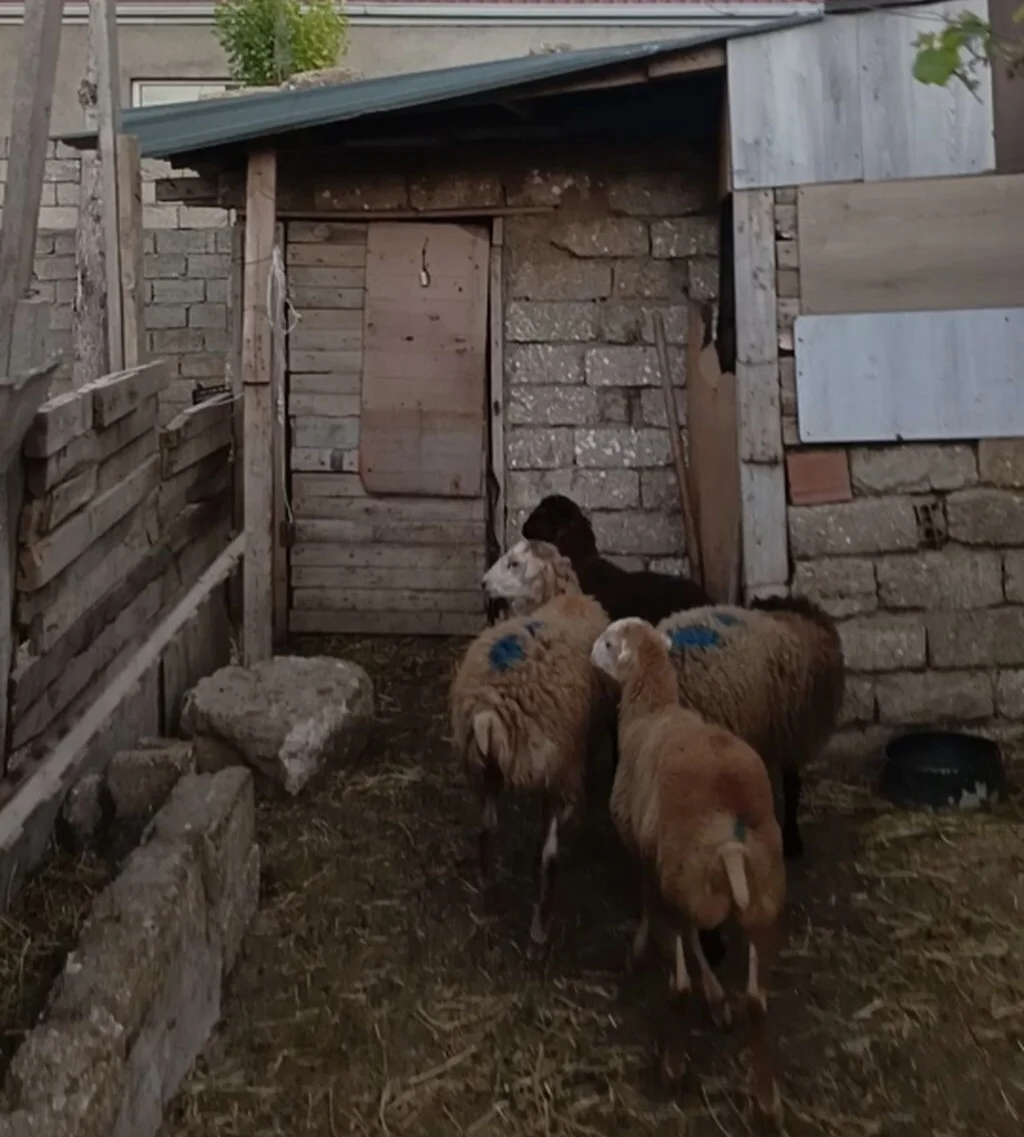 Quzular — Heyvanlar, Quşlar, Balıqlar, Bakı