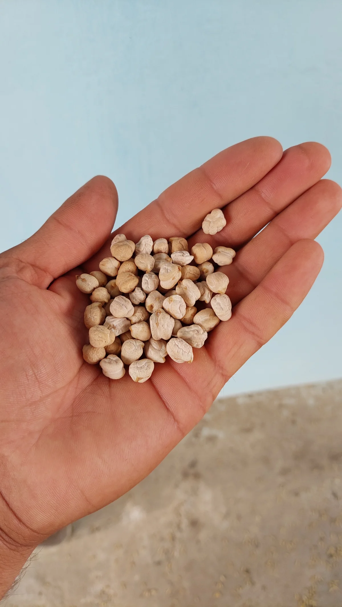 Chickpeas — Vegetables and Greens, Jalilabad