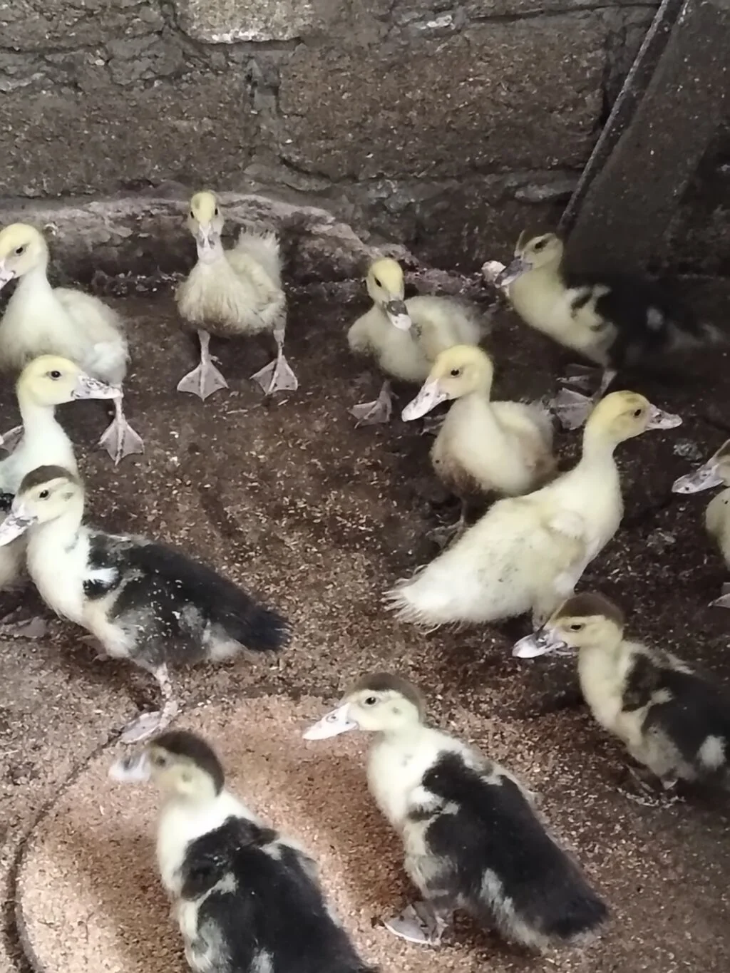 Ördək balası — Heyvanlar, Quşlar, Balıqlar, Bakı