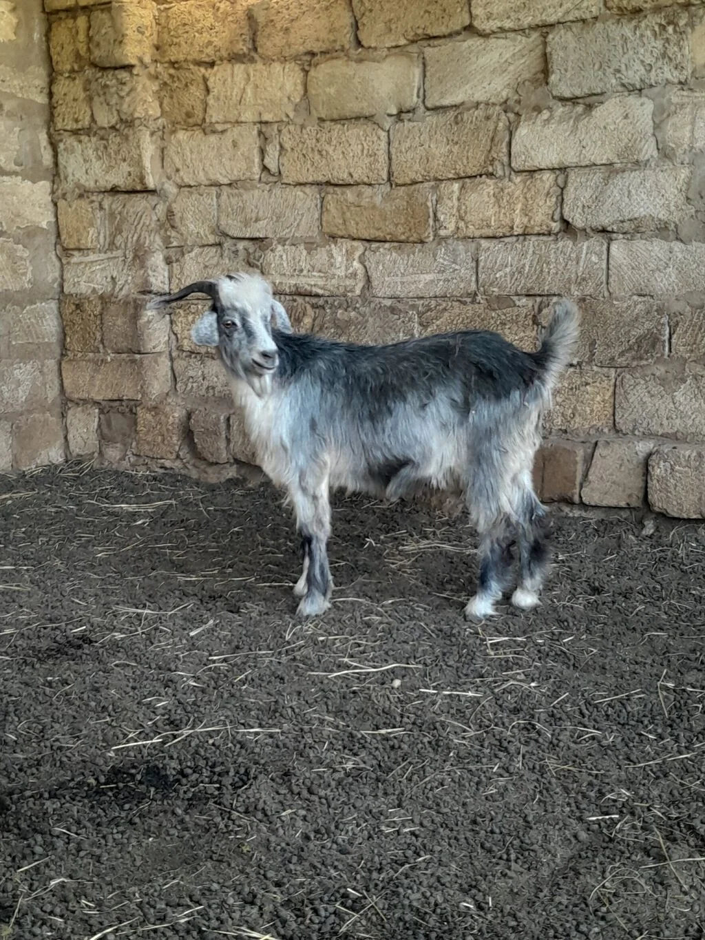 Keçilər — Heyvanlar, Quşlar, Balıqlar, Sabirabad
